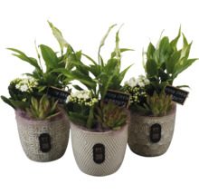 Tre keramikpottor med växtarrangemang av fredskalla, kalanchoe och suckulenter, med skylt och PT Creations Logo.