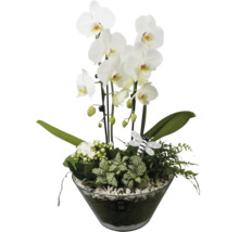Orkidéarrangemang i en glasskål med vita Phalaenopsis-blommor, olika gröna växter och ett dekorativt bi.