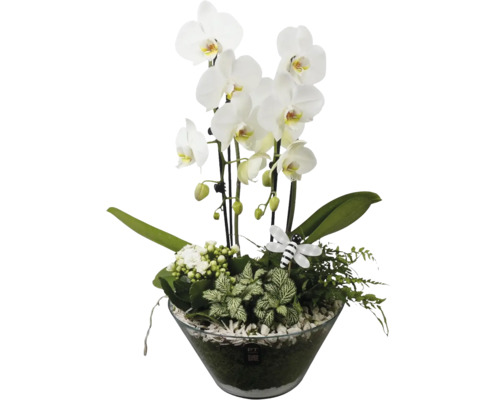 Orkidéarrangemang i en glasskål med vita Phalaenopsis-blommor, olika gröna växter och ett dekorativt bi.