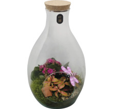 Växtterrarium i glasflaska med korklock, Kalanchoe, Fittonia, mossa och dekorativ trollslända.