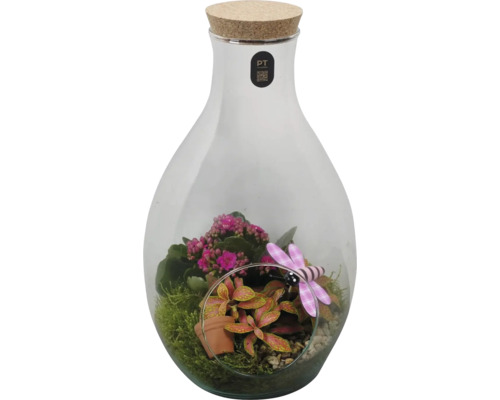 Växtterrarium i glasflaska med korklock, Kalanchoe, Fittonia, mossa och dekorativ trollslända.