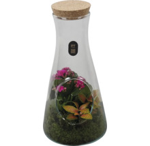 Glastrrarium i karafform med korklock, planterat med Kalanchoe, Fittonia och mossa, PT creations Logo.