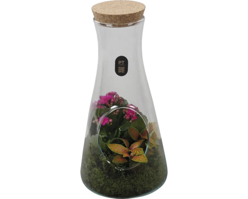Glastrrarium i karafform med korklock, planterat med Kalanchoe, Fittonia och mossa, PT creations Logo.