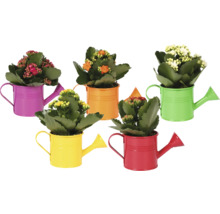 Våreld i dekorativa, färgglada vattenkannor av metall, olika blomfärger.