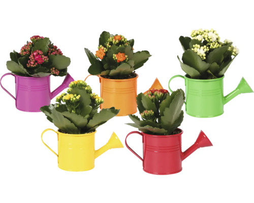 Våreld i dekorativa, färgglada vattenkannor av metall, olika blomfärger.
