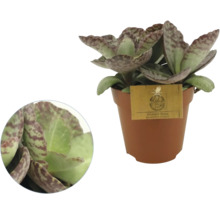 Kalanchoe humilis Marmo Rosa i kruka med mönstrade blad