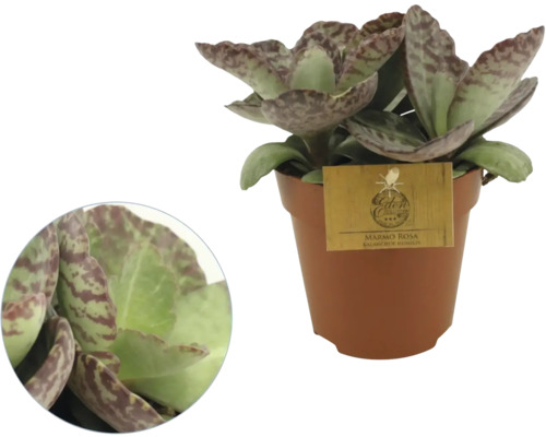 Kalanchoe humilis Marmo Rosa i kruka med mönstrade blad