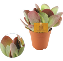 Kalanchoe thyrsiflora Sahara Shadows i brun plastkruka, köttiga runda blad med rödaktiga kanter.