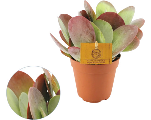 Kalanchoe thyrsiflora Sahara Shadows i brun plastkruka, köttiga runda blad med rödaktiga kanter.