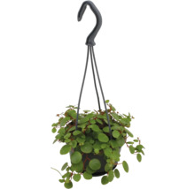 Hängväxt Peperomia rotundifolia med små runda blad i en svart kruka med upphängning.