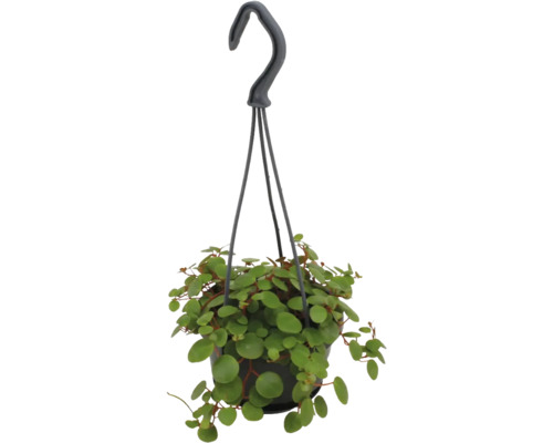 Hängväxt Peperomia rotundifolia med små runda blad i en svart kruka med upphängning.