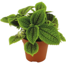 Krukväxt Pilea involucrata Moon Valley med strukturerade gröna blad i en brun odlingskruka av plast.