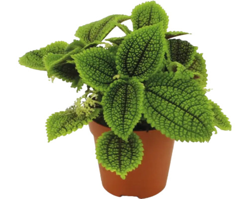 Krukväxt Pilea involucrata Moon Valley med strukturerade gröna blad i en brun odlingskruka av plast.