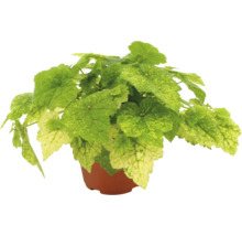 Grönväxt med ljusgröna och gulaktiga spräckliga blad i en brun plastkruka.
