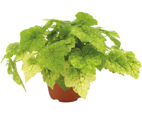 Grönväxt med ljusgröna och gulaktiga spräckliga blad i en brun plastkruka.