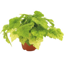 Alunrot Heuchera med ljusgröna och gula brokiga blad i en brun odlingskruka.