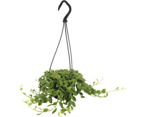 Hängande inomhusväxt med gröna blad i en svart kruka med upphängningskrok.