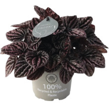 Krukväxt Peperomia caperata med mörka, strukturerade blad i en kruka av 100 procent återvunnen plast.