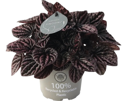Krukväxt Peperomia caperata med mörka, strukturerade blad i en kruka av 100 procent återvunnen plast.