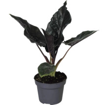 Krukväxt Alocasia med mörka strukturerade blad i en grå plastkruka.