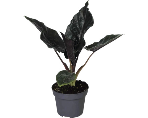 Krukväxt Alocasia med mörka strukturerade blad i en grå plastkruka.