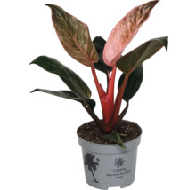 Philodendron Pink Princess krukväxt med grönrosa spräckliga blad i grå plastkruka av 100 procent återvunnet material.