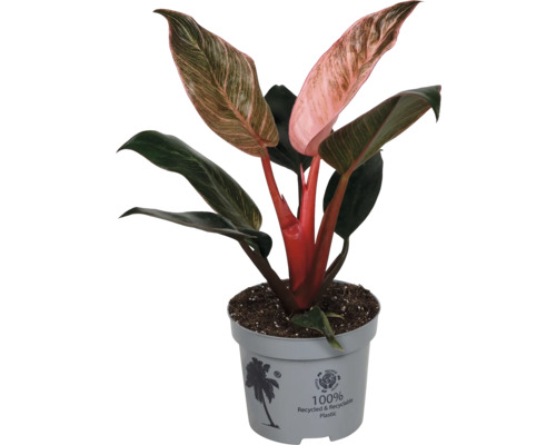Philodendron Pink Princess krukväxt med grönrosa spräckliga blad i grå plastkruka av 100 procent återvunnet material.