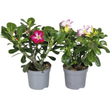 Två ökenrosor Adenium obesum med rosa och rödvita blommor i grå plastkrukor.