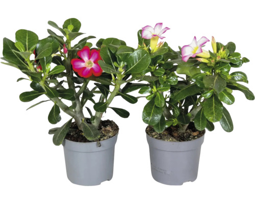Två ökenrosor Adenium obesum med rosa och rödvita blommor i grå plastkrukor.