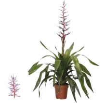 Bromelia Aechmea Blue Rain i kruka med långa gröna blad och en upprätt blåvit blomställning.