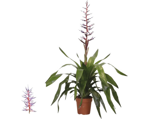 Bromelia Aechmea Blue Rain i kruka med långa gröna blad och en upprätt blåvit blomställning.