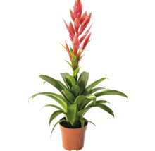 Bromelia krukväxt med röd blomma i plastkruka.