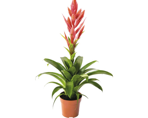 Bromelia krukväxt med röd blomma i plastkruka.