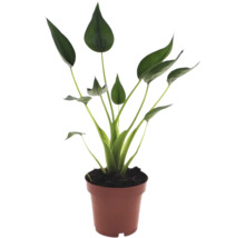 Strelitzia krukväxt med gröna skedformade blad i en brun plastkruka.