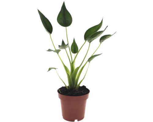 Strelitzia krukväxt med gröna skedformade blad i en brun plastkruka.