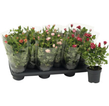 Bricka med flera rumsorosor, delvis förpackade i folie, en planta i kruka separat.