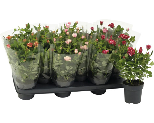 Bricka med flera rumsorosor, delvis förpackade i folie, en planta i kruka separat.