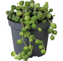 Senecio rowleyanus ärtor på tråd i en grå plastkruka med hängande, runda blad.
