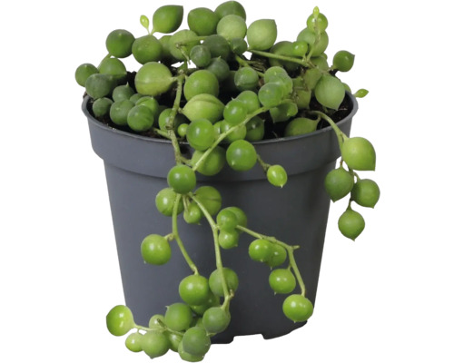 Senecio rowleyanus ärtor på tråd i en grå plastkruka med hängande, runda blad.