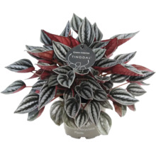 Peperomia krukväxt med strukturerade silverfargade blad och rod undersida i atervunnen plastkruka från Tingdal.