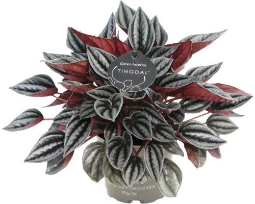 Peperomia krukväxt med strukturerade silverfargade blad och rod undersida i atervunnen plastkruka från Tingdal.