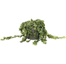 Krukväxt Peperomia prostrata i grå plastkruka med hängande rankor och runda mönstrade blad.