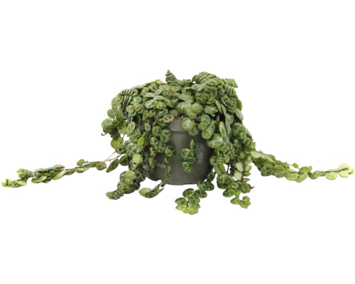 Krukväxt Peperomia prostrata i grå plastkruka med hängande rankor och runda mönstrade blad.