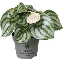 Peperomia argyreia melonpeperomia med strimmiga blad i en grå kruka av återvunnen plast.