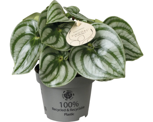 Peperomia argyreia melonpeperomia med strimmiga blad i en grå kruka av återvunnen plast.