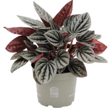 Peperomia caperata i en beige plastkruka med silvergrönmönstrade blad och röd undersida.