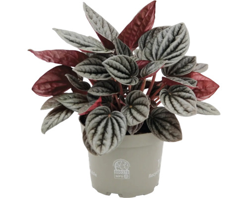 Peperomia caperata i en beige plastkruka med silvergrönmönstrade blad och röd undersida.