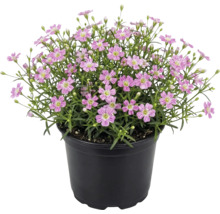 Rosa gipsört Gypsophila muralis i en svart plastkruka.