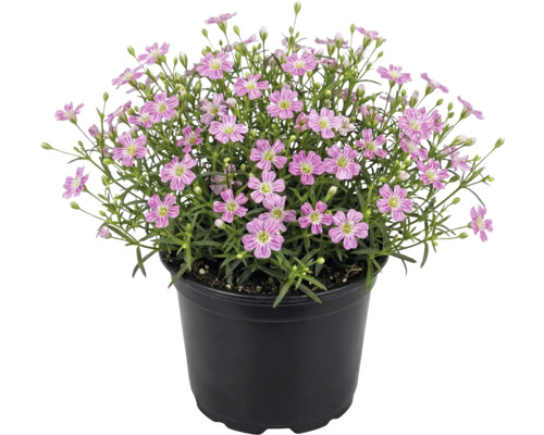 Rosa gipsört Gypsophila muralis i en svart plastkruka.