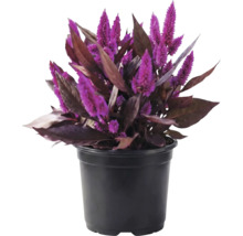 Fjädercelosia Celosia argentea med lila blommor och mörka blad i svart plastkruka.